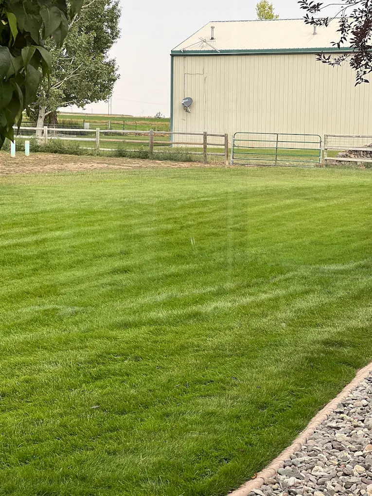Freshly mowed striped lawn